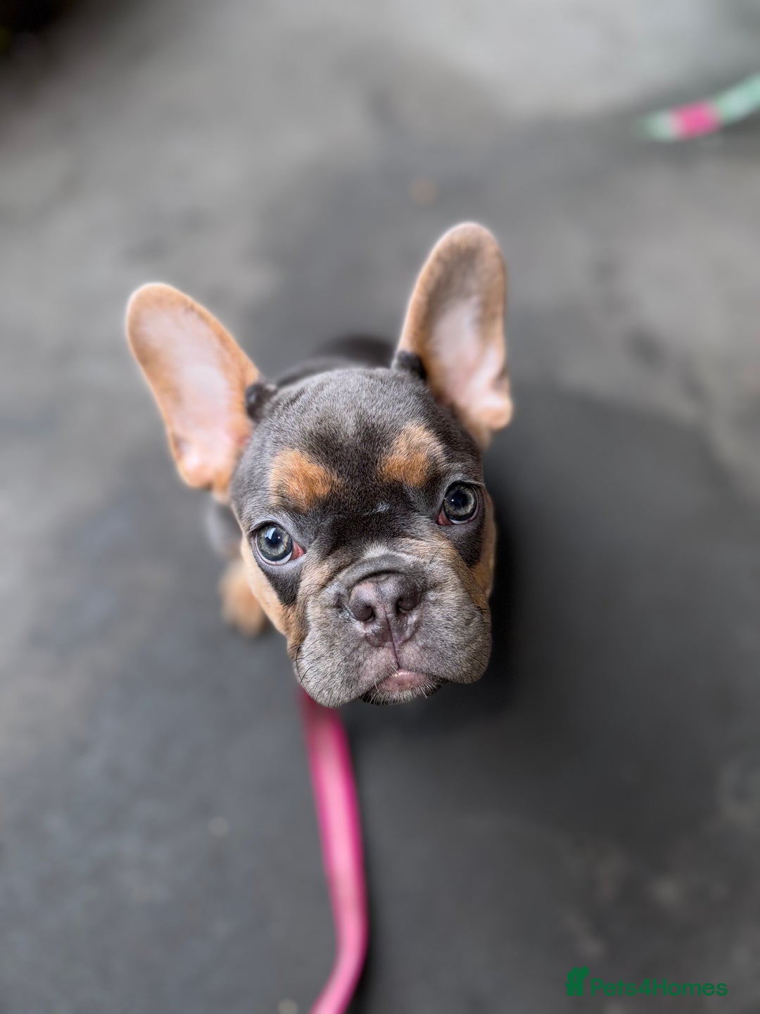 French Bulldog dogs for sale: French bulldog female puppy  - Image 3