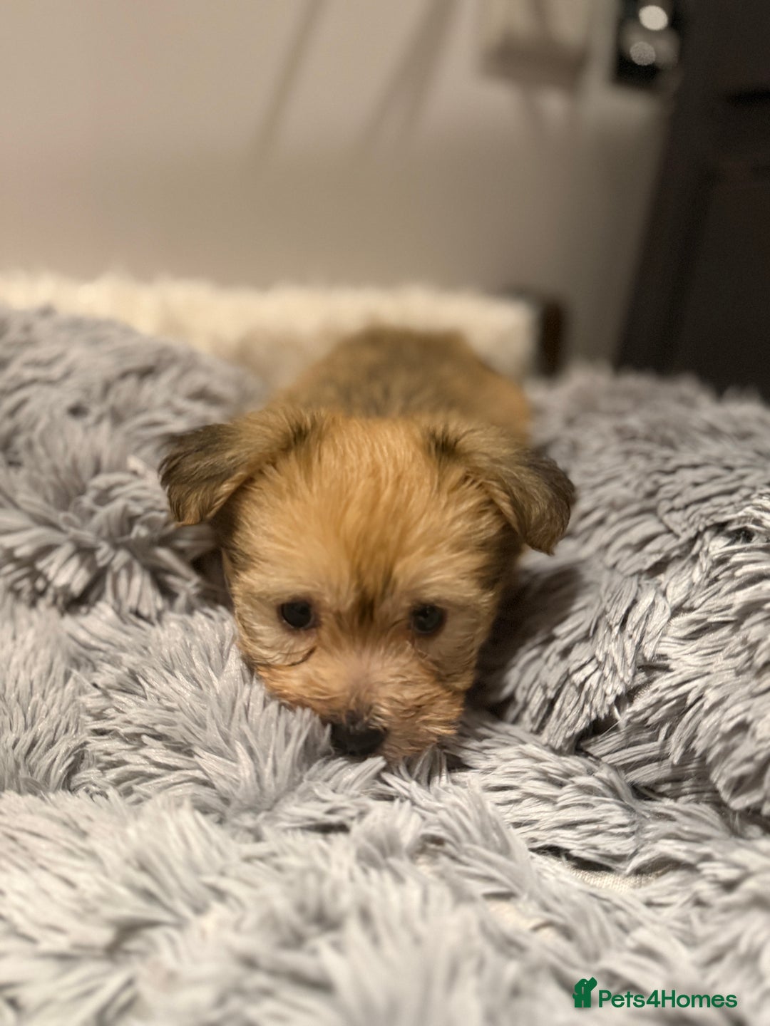 Mixed Breed dogs for sale: Unique mix - Maltese x JackChi Puppies - Advert 17