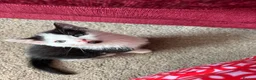 Mixed Breed cats for sale: Adorabile black and white kittens in Southampton - Advert 6