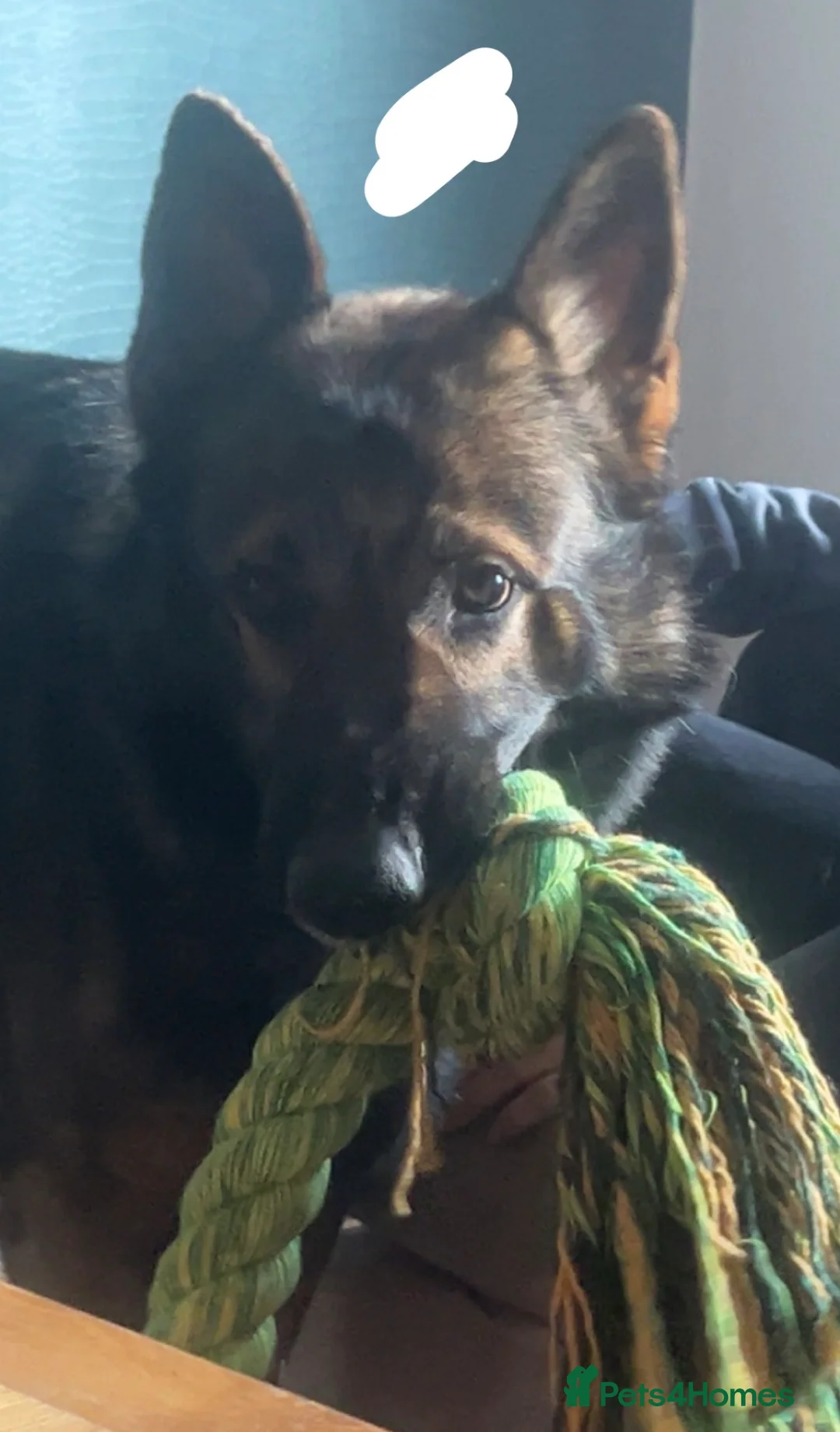 German Shepherd dogs for stud: czech shepherd stud for pick of litter  - Advert 2