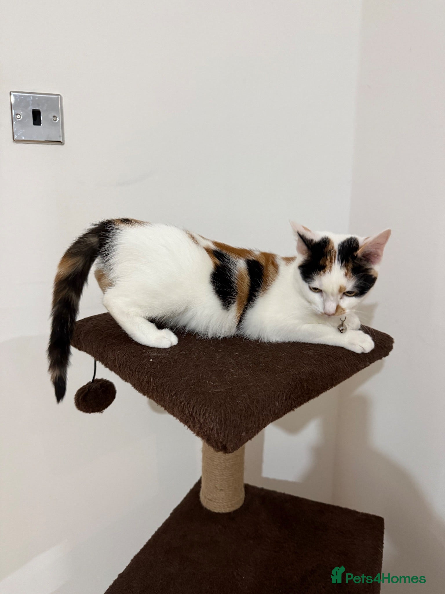 Domestic Shorthair cats Dukies  - Advert 1