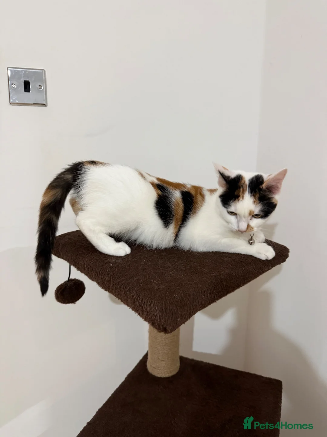 Domestic Shorthair cats for sale: Dukies  in Northwood - Advert 1