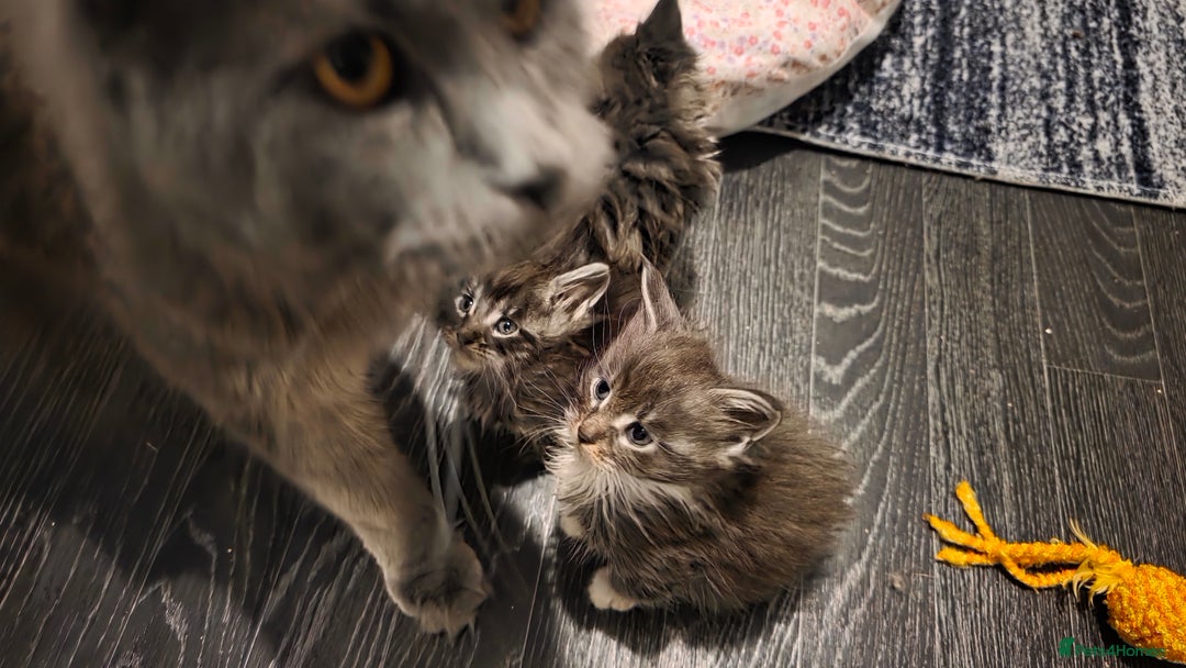 Maine Coon cats for sale: Last girl Tica Beautiful Maine Coon kittens  - Image 31