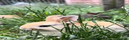 Mixed Breed rabbits for sale: 7 Baby Rabbits Looking for Their Forever Home in Cheadle - Advert 4