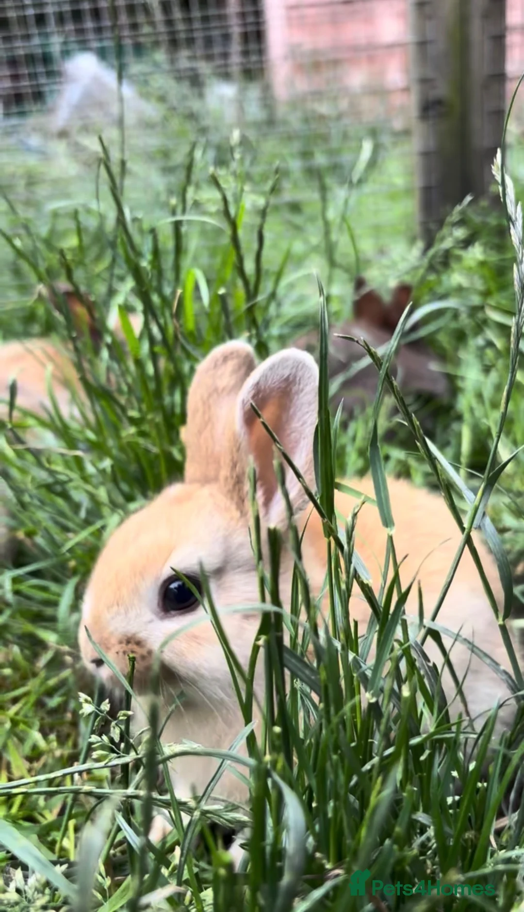 Mixed Breed rabbits for sale: 7 Baby Rabbits Looking for Their Forever Home in Cheadle - Advert 4