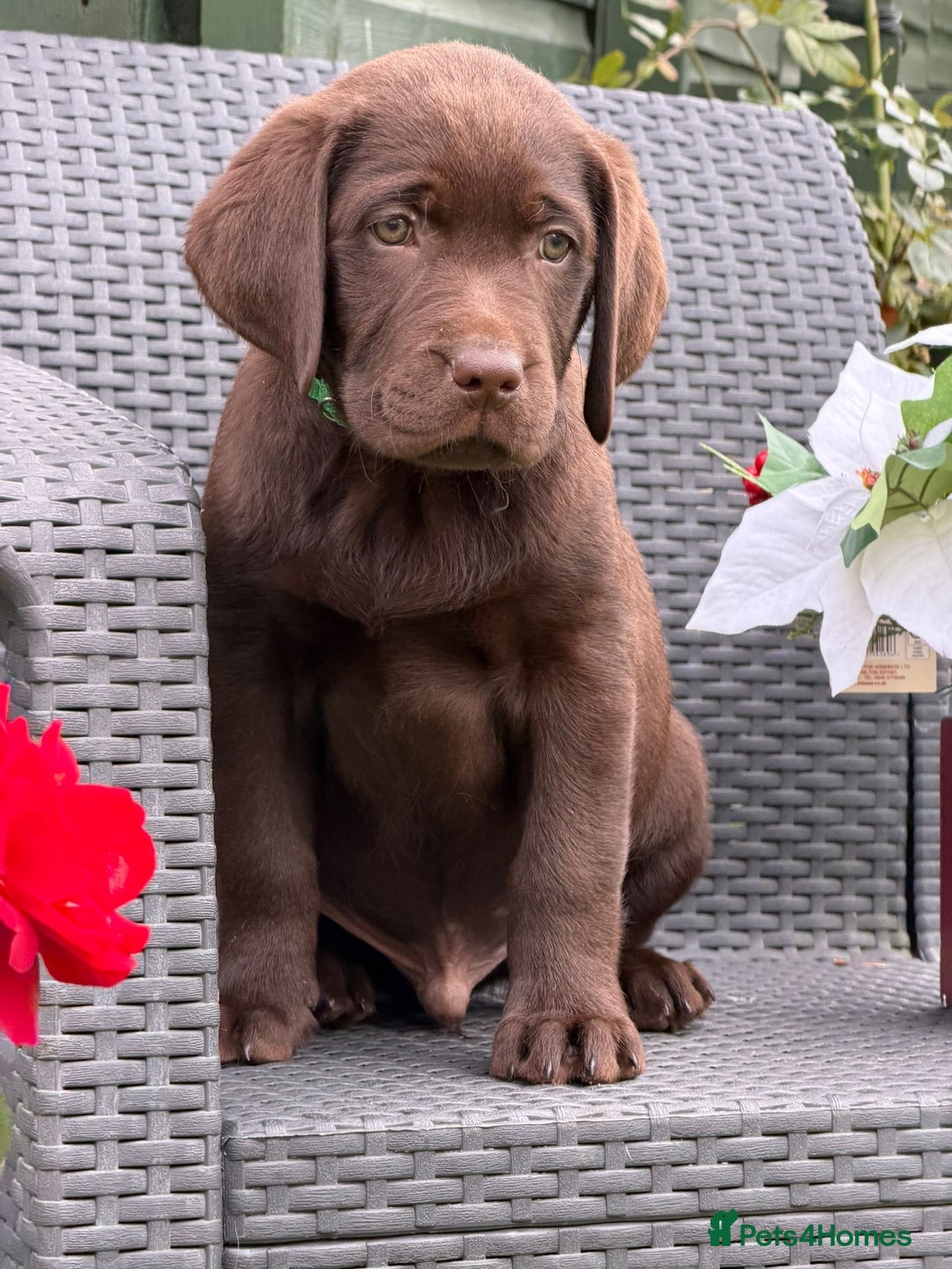 Labrador Retriever dogs for sale: KC CHOCOLATE PEDIGREE LABRADOR GIRL - Advert 13