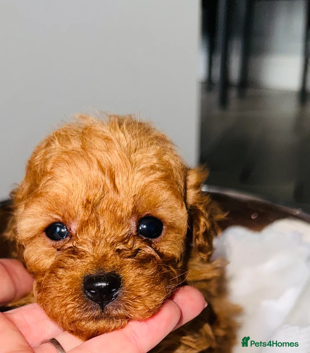 Toy Poodle dogs for sale: 🐩 Stunning Deep Red Toy Poodle Puppies - Advert 8