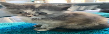 Maine Coon Kitten 3