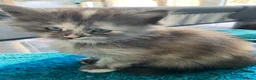 Maine Coon cats for sale: TICA - Only 1 stunning Maine coon girl left - Advert 33