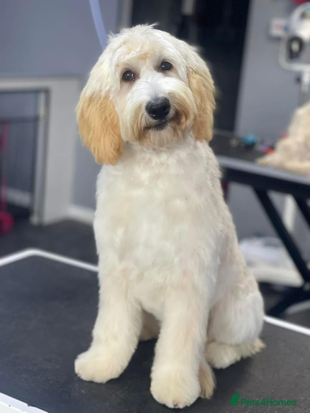 Labradoodle dogs Labradoodle girl for sale  - Advert 1