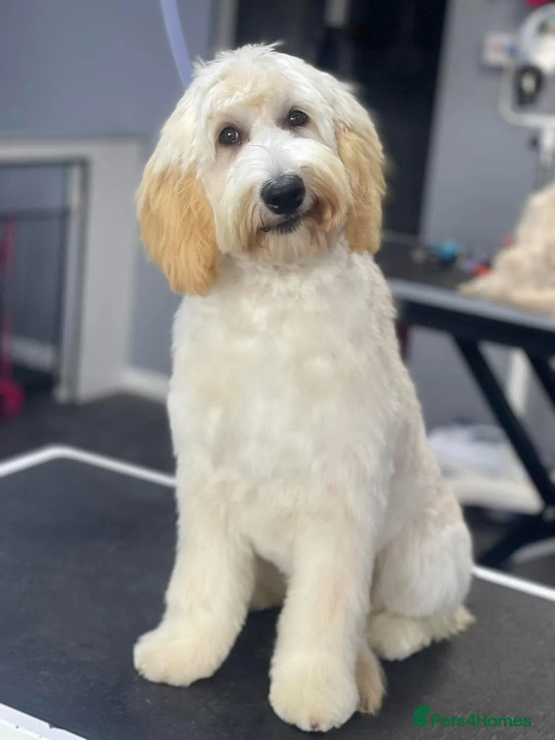 Labradoodle dogs for sale: Labradoodle girl for sale  - Advert 1