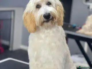 Labradoodle dogs Labradoodle girl for sale - Advert 2