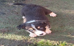 Border Collie dogs for sale: Border collie puppies  - Image 5