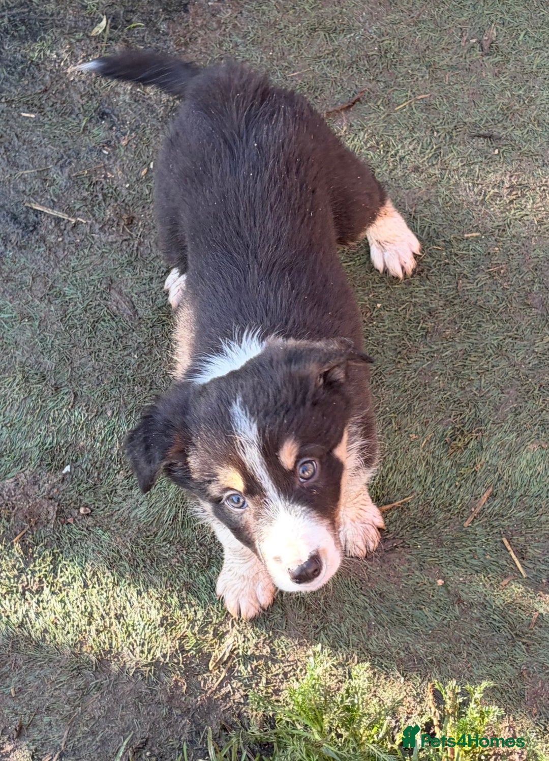 Border Collie dogs for sale: Border collie puppies  - Image 5