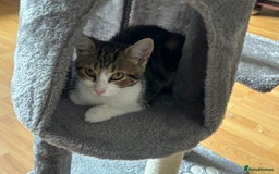 British Shorthair cats for sale: LAST KITTENS !! - Image 11