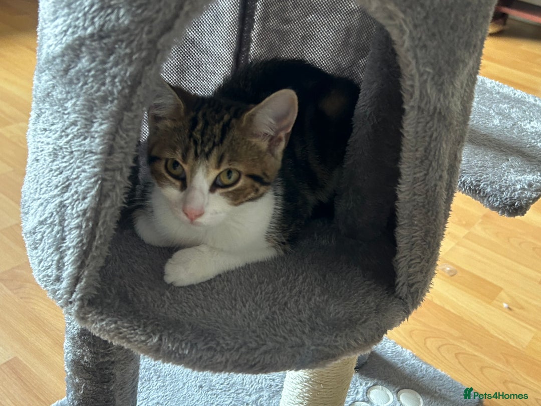British Shorthair cats for sale: LAST KITTENS !! - Image 11