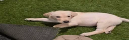 Labrador Retriever dogs for sale: Ready to leave labrador puppies 2girl 3male left  - Advert 18