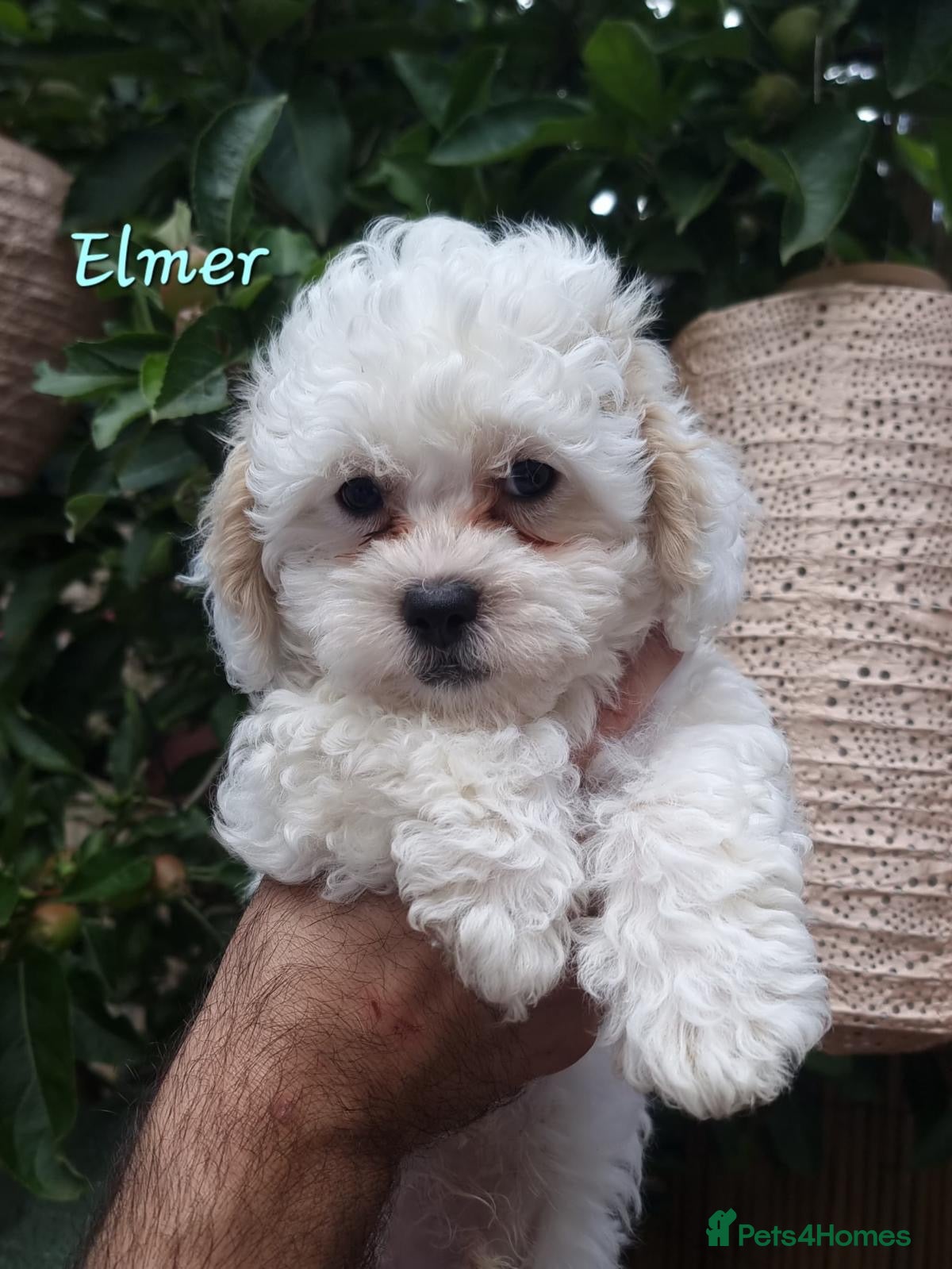 Shihpoo dogs ❤️2 Beautiful Shihpoo Boys 🐶 ❤️ - Advert 2