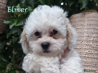 Shihpoo dogs ❤️2 Beautiful Shihpoo Boys 🐶 ❤️ - Advert 2