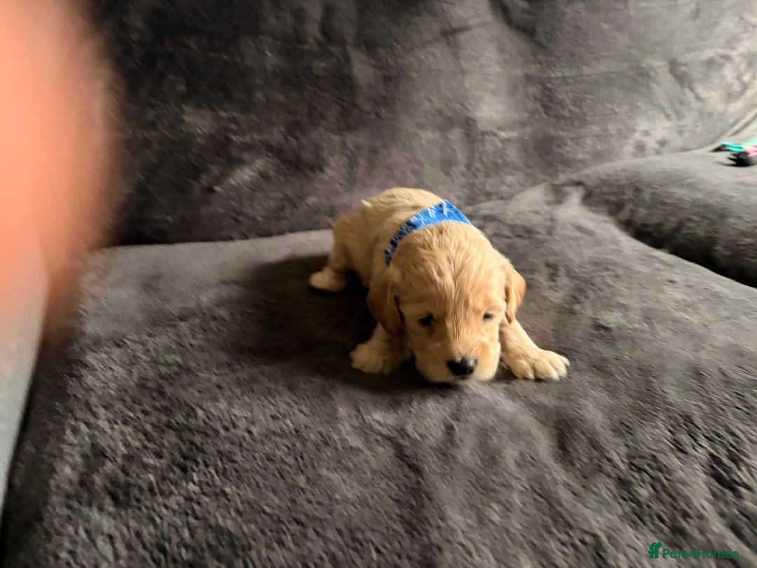 Cockapoo dogs for sale: 3 beautiful boys  - Image 1