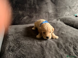 Cockapoo dogs - Advert 26