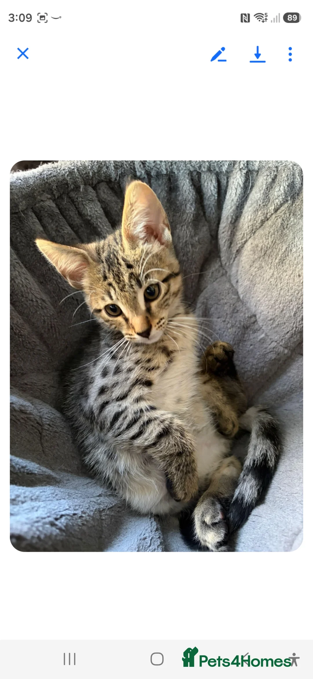 Savannah cats for sale: SAVANNAH X MAINE COON KITTENS EXCEPTIONAL QUALITY - Advert 2