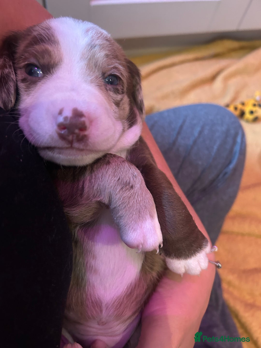 Mixed Breed dogs for sale: Dachshund puppies  - Image 10