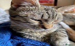 British Shorthair cats for sale: Tabitha and Ivory - Image 4