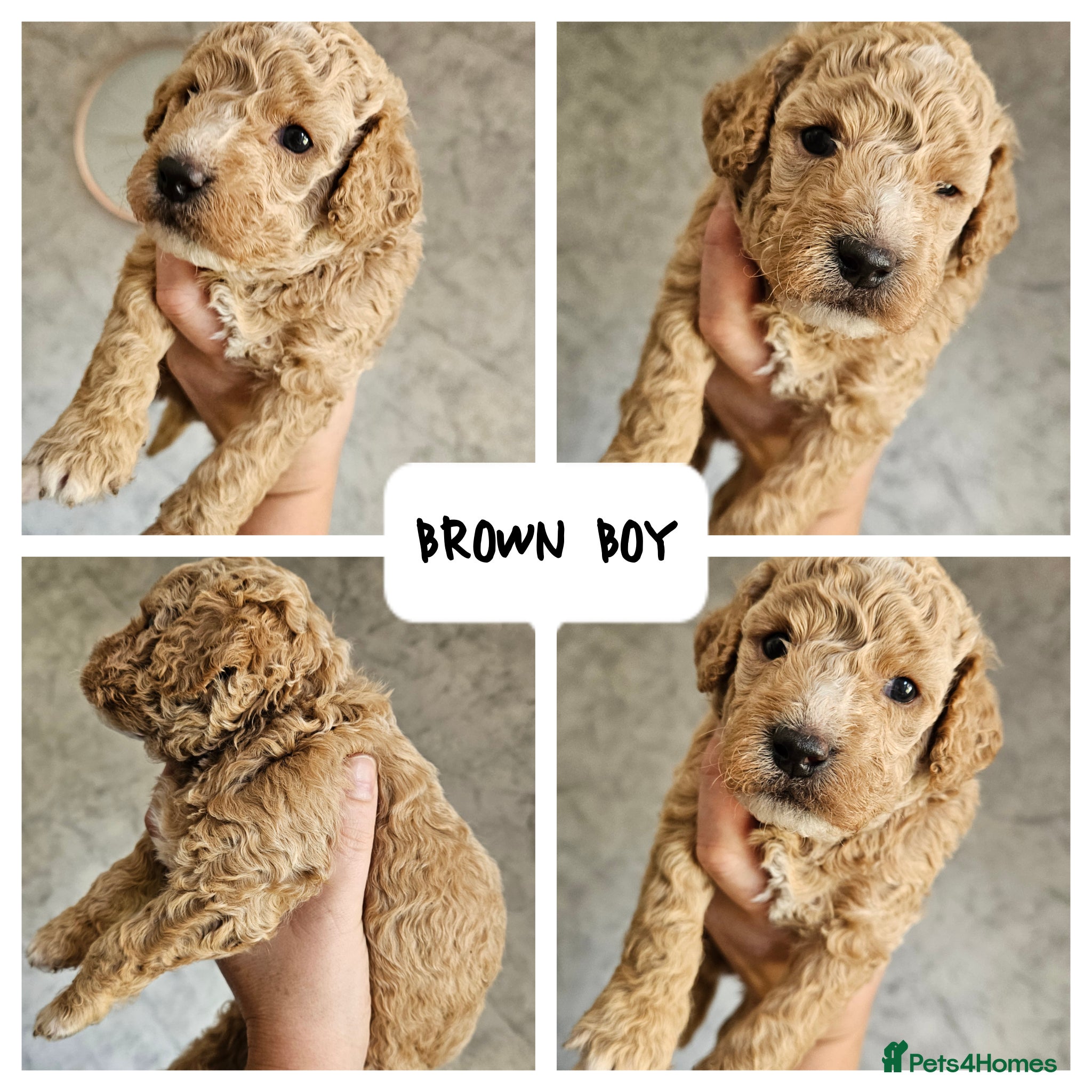 Mini Goldendoodle dogs for sale: 🐾✨ Beautiful Toy Goldendoodle Puppies  ✨🐾 - Advert 3
