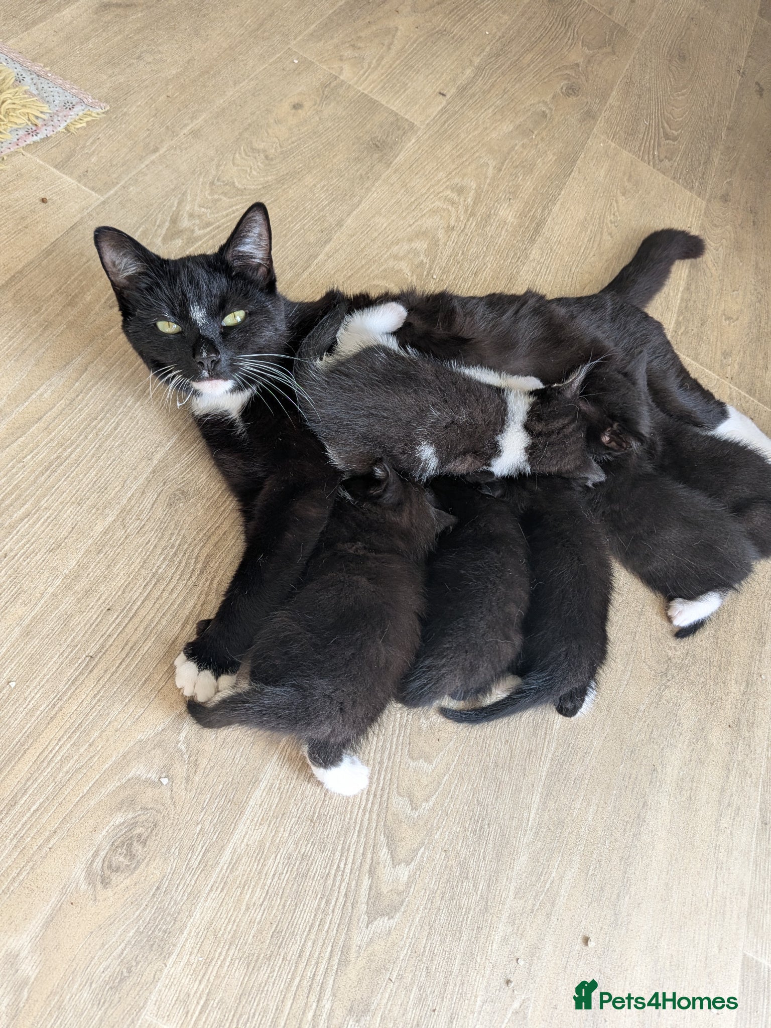 Mixed Breed cats 6 beautiful kittens looking for forever homes - Advert 5