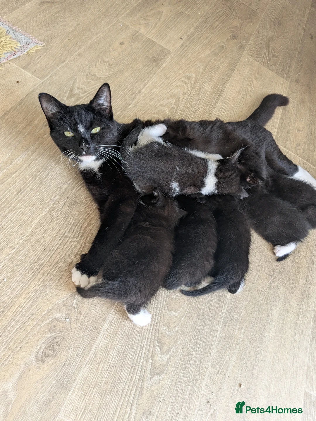 Mixed Breed cats for sale: 6 beautiful kittens looking for forever homes in Stoke-on-Trent - Advert 1