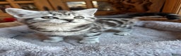 British Shorthair cats for sale: BSH stunning Silver Tabby kittens - Advert 20