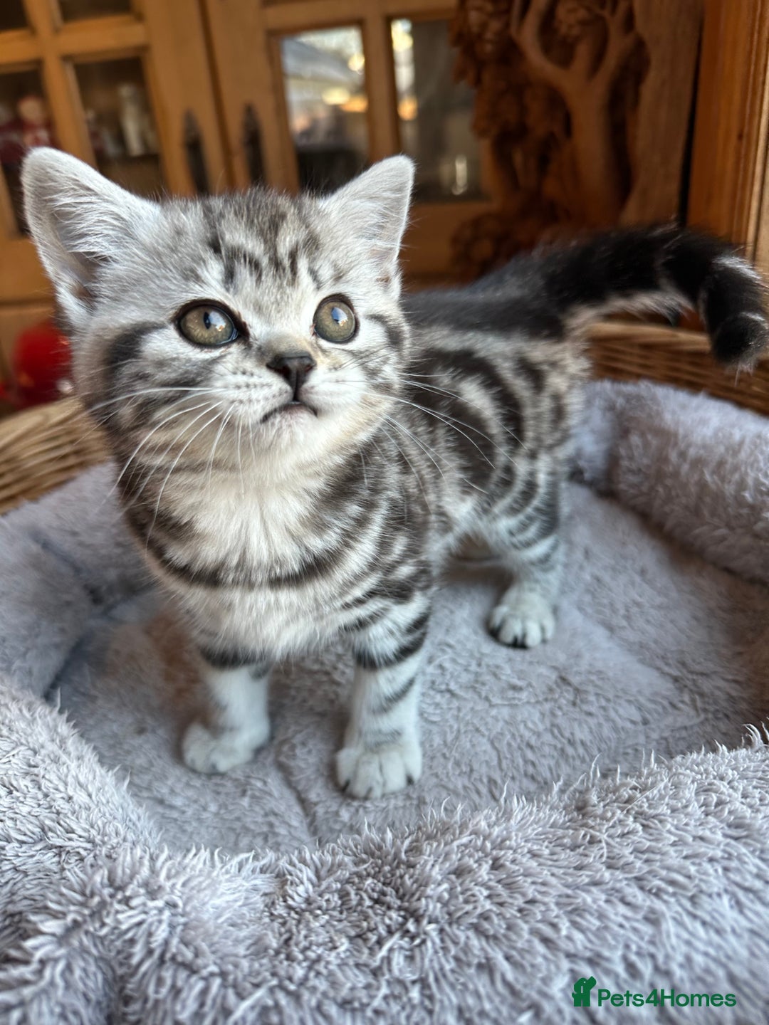 British Shorthair cats for sale: BSH stunning Silver Tabby kittens - Advert 20