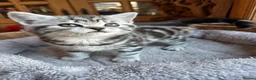 British Shorthair cats for sale: BSH stunning Silver Tabby kittens - Advert 21
