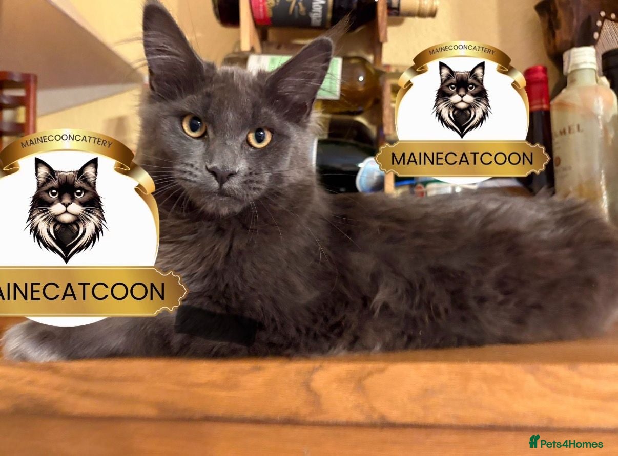 Maine Coon cats Last girl ACTIVE registered TICA maine coon. - Advert 1