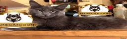 Maine Coon cats for sale: Last girl ACTIVE registered TICA maine coon. - Advert 1