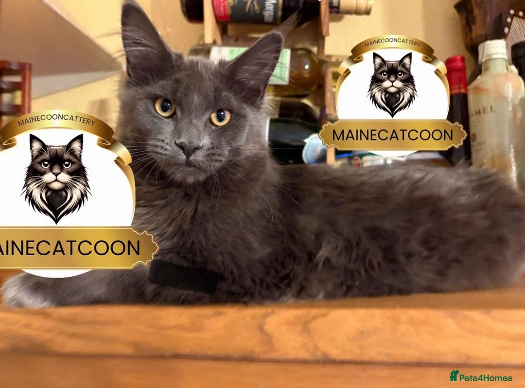 Maine Coon cats for sale: Last girl ACTIVE registered TICA maine coon. - Advert 1
