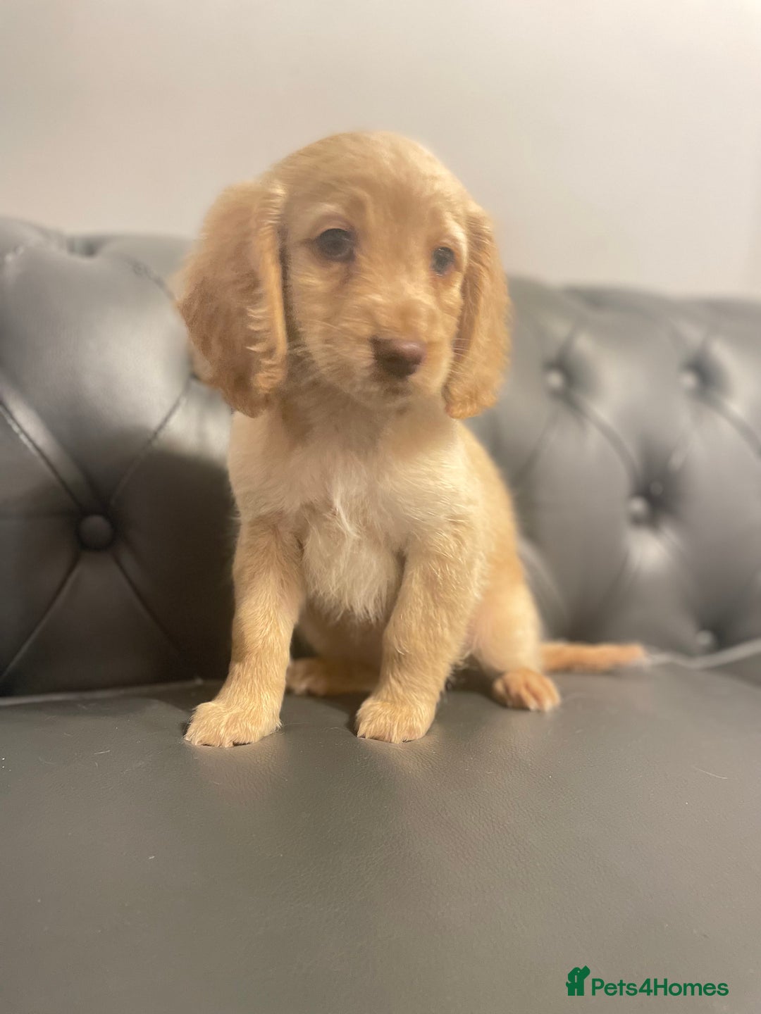 Cockapoo dogs for sale: Cockapoo F2 beautiful puppies ready to go  - Image 12