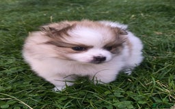 Pomeranian dogs for sale: 🌟Sweet Pomeranian Puppy Ready for a Loving Home🌟 - Image 9