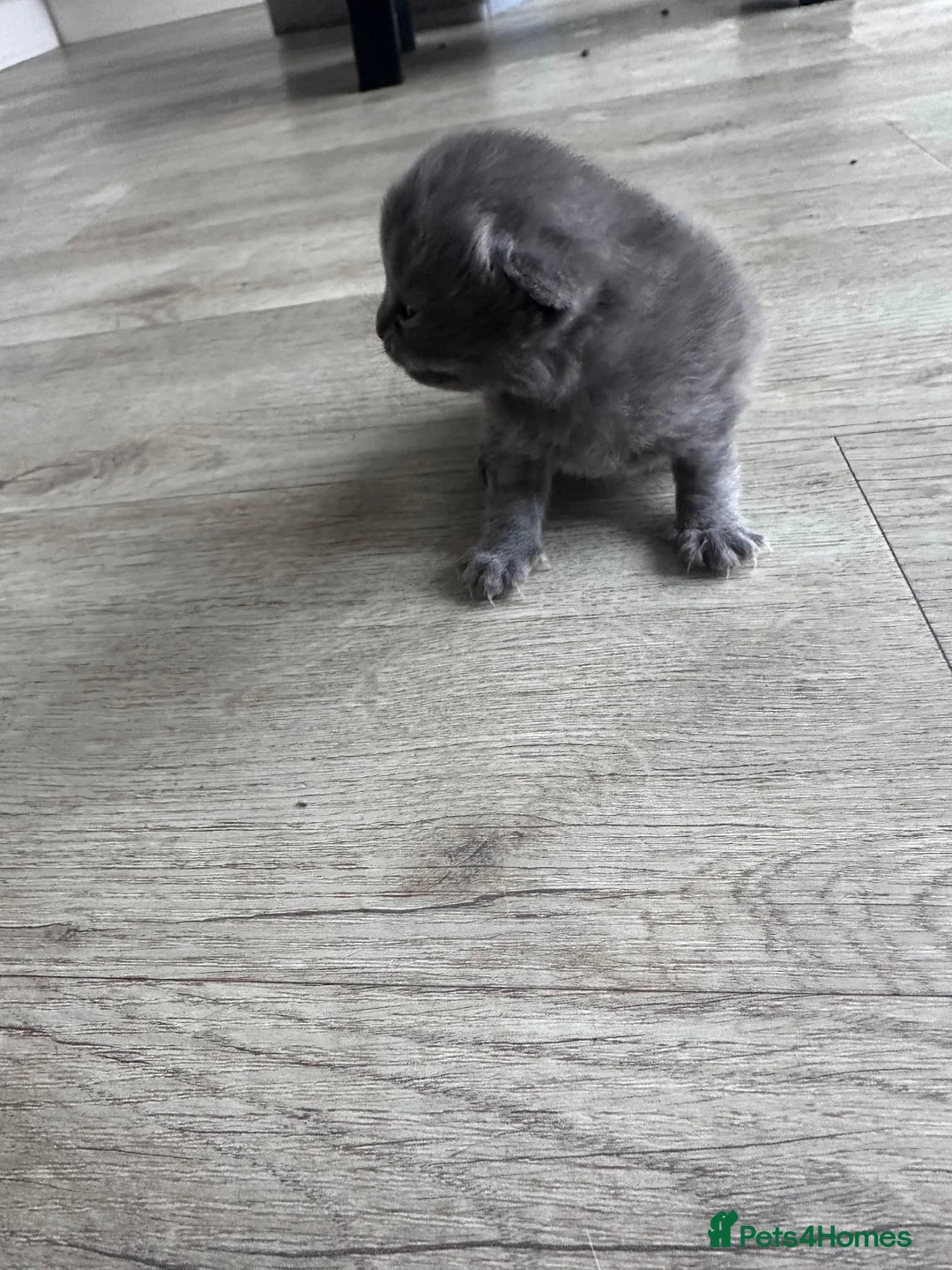 Mixed Breed cats for sale: British short hair cross - Advert 12