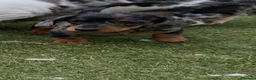 Miniature Dachshund dogs for sale: Mini dachshund puppy for sale !  - Advert 3