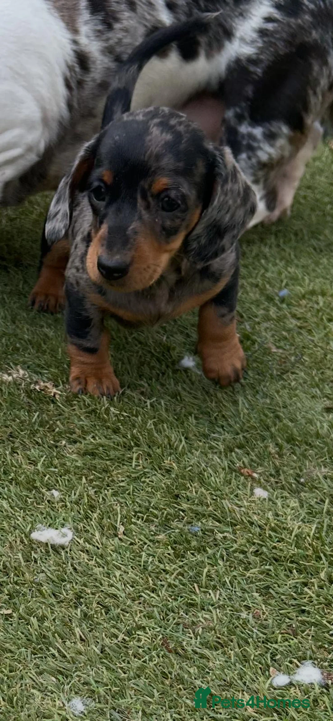 Miniature Dachshund dogs for sale: Mini dachshund puppy for sale !  - Advert 3