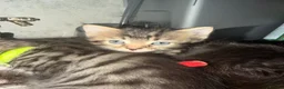 Mixed Breed cats for sale: Fluffy kittens  in Southampton - Advert 5