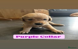 Goldador dogs for sale: BEAUTIFUL GOLDADOR FEMALES - Image 3