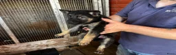 German Shepherd dogs for sale: German shepherd puppies  - Advert 12