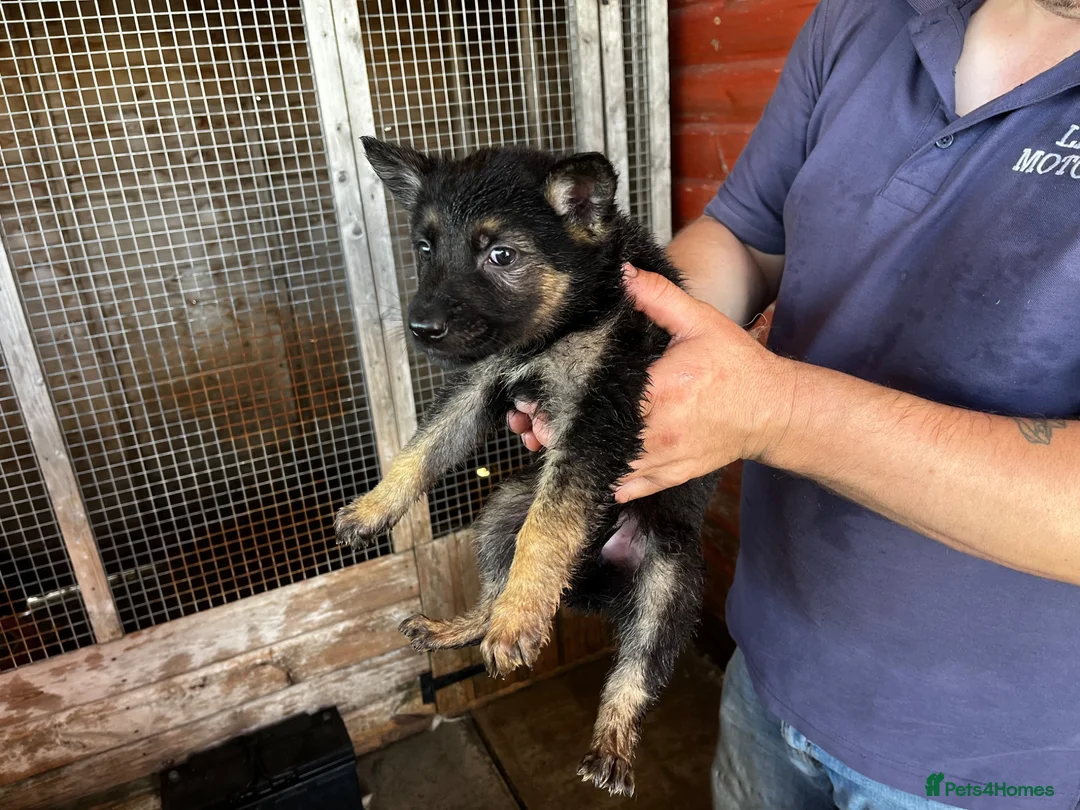 German Shepherd dogs for sale: German shepherd puppies  - Advert 12