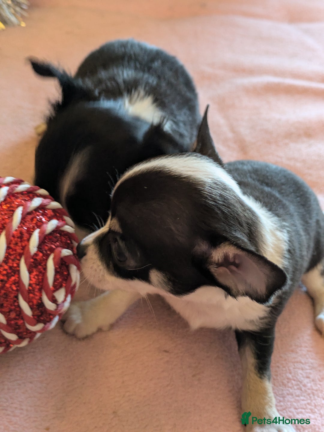 Chihuahua dogs for sale: Rare colour and tiny pedigree Chihuahuas  - Advert 33