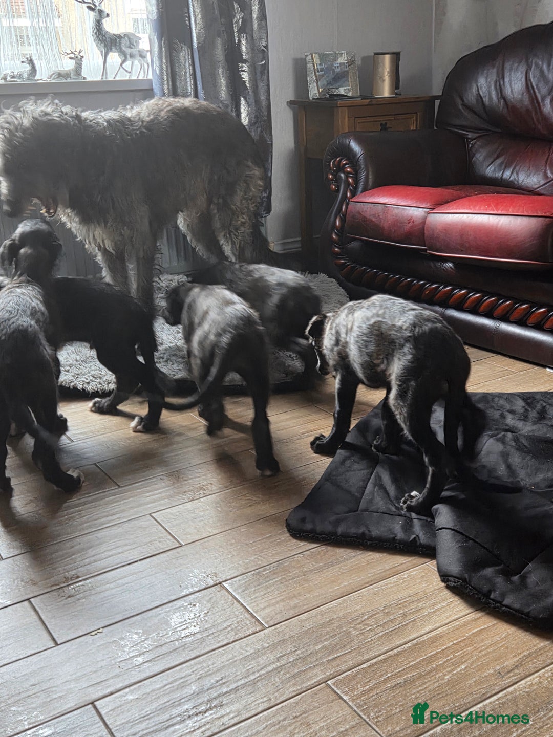 Deerhound dogs for sale: Scottish deerhound puppies - Image 7
