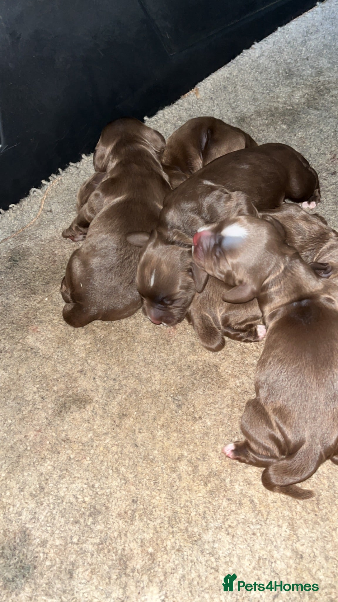 Cockapoo dogs F1 Cockerpoos’s puppies - Advert 1