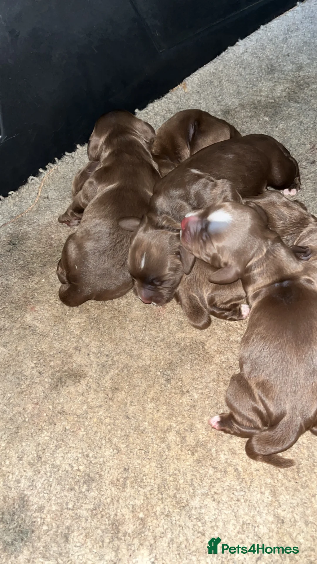 Cockapoo dogs for sale: F1 Cockerpoos’s puppies - Advert 1